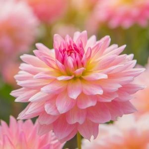 Meet your Posher, Ana